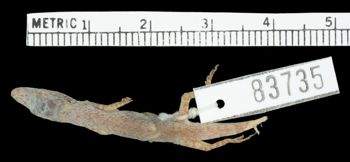 Media type: image;   Herpetology R-83735 Aspect: dorsal